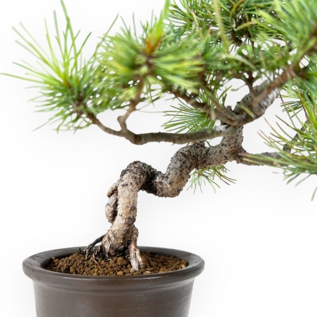 Pinus pentaphylla - Pine - 30 cm