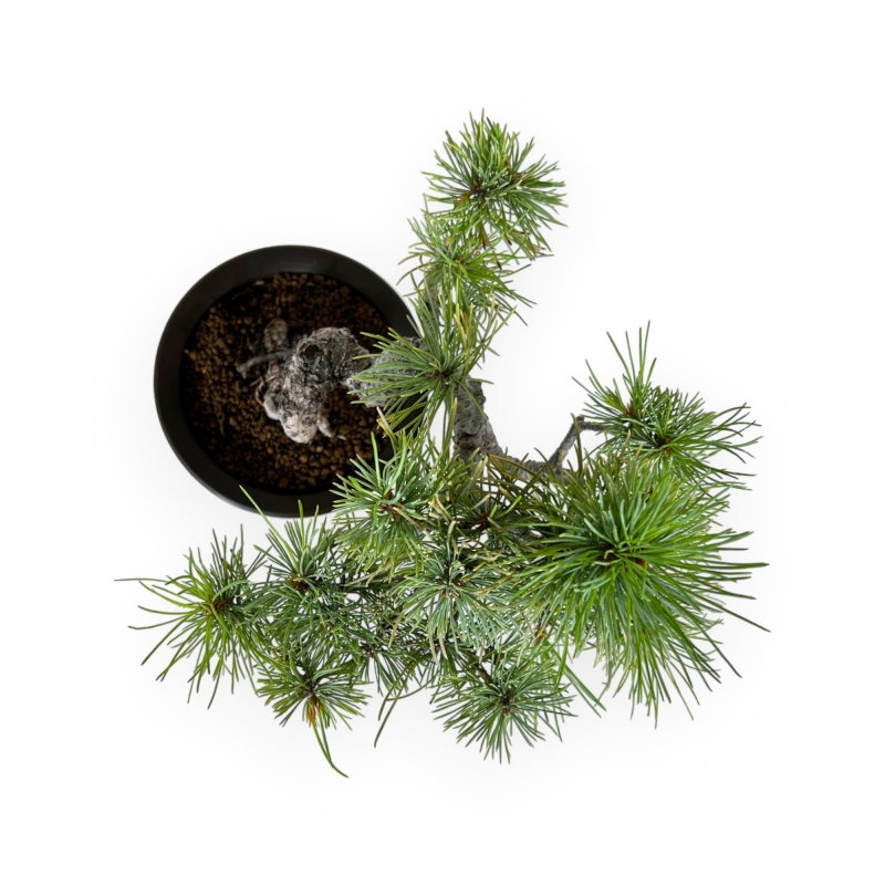 Pinus pentaphylla - Pine - 30 cm