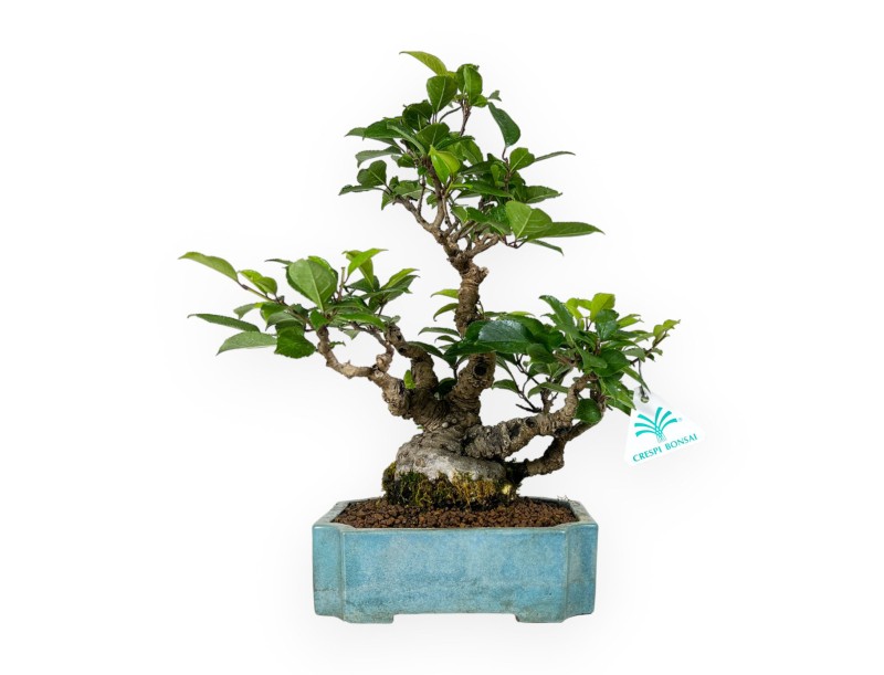 Ilex serrata - houx - 31 cm