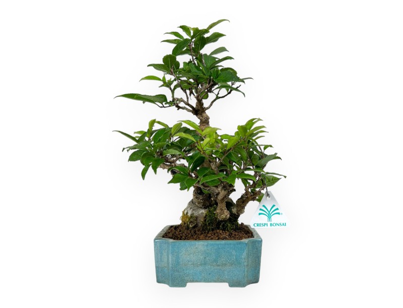 Ilex serrata - houx - 31 cm