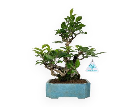 Ilex serrata - agrifoglio - 31 cm