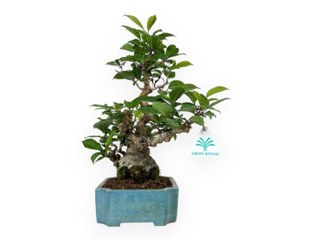 Ilex serrata - agrifoglio - 31 cm