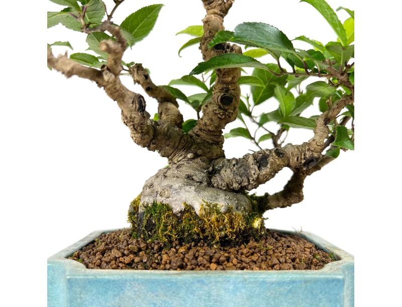 Ilex serrata - agrifoglio - 31 cm
