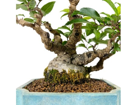 Ilex serrata - agrifoglio - 31 cm