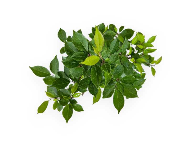 Ilex serrata - houx - 31 cm