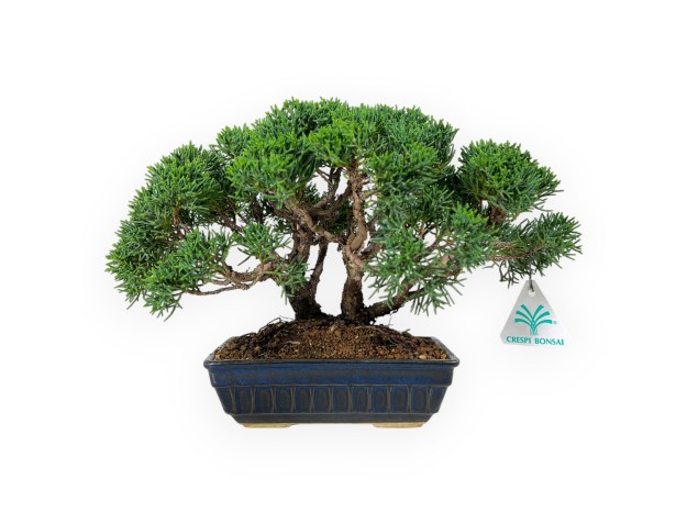 Juniperus chinensis - Juniper - 23 cm