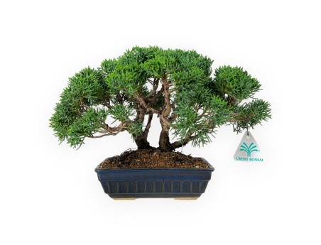 Juniperus chinensis - Wacholder - 23 cm