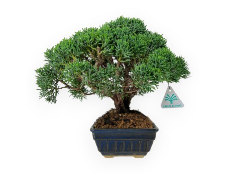 Juniperus chinensis - Juniper - 23 cm