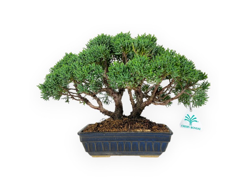 Juniperus chinensis - Enebro - 23 cm