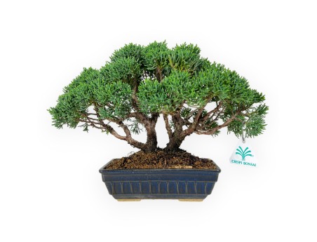 Juniperus chinensis - Juniper - 23 cm