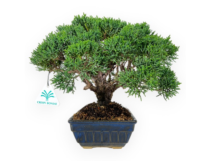 Juniperus chinensis - Ginepro - 23 cm
