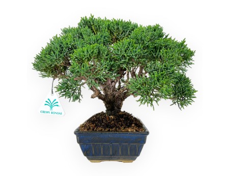 Juniperus chinensis - Ginepro - 23 cm