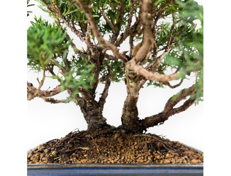 Juniperus chinensis - Juniper - 23 cm