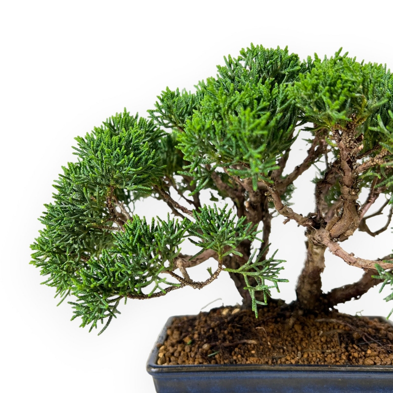 Juniperus chinensis - Wacholder - 23 cm