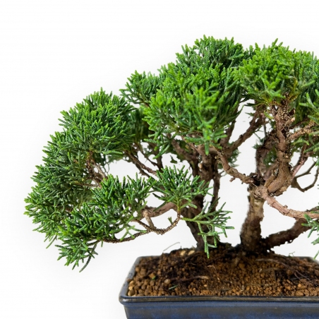 Juniperus chinensis - Enebro - 23 cm