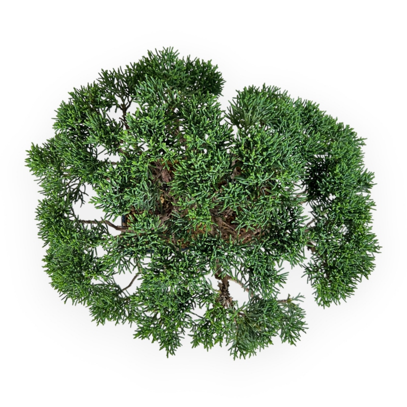 Juniperus chinensis - Enebro - 23 cm