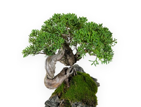 Juniperus chinensis - Wacholder - 21 cm