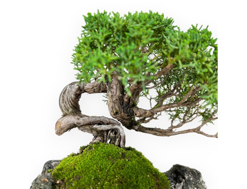 Juniperus chinensis - Genévrier - 21 cm