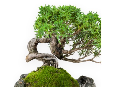 Juniperus chinensis - Genévrier - 21 cm