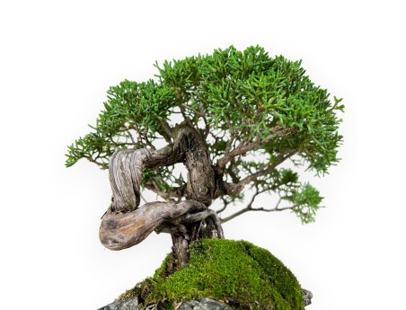 Juniperus chinensis - Juniper - 21 cm