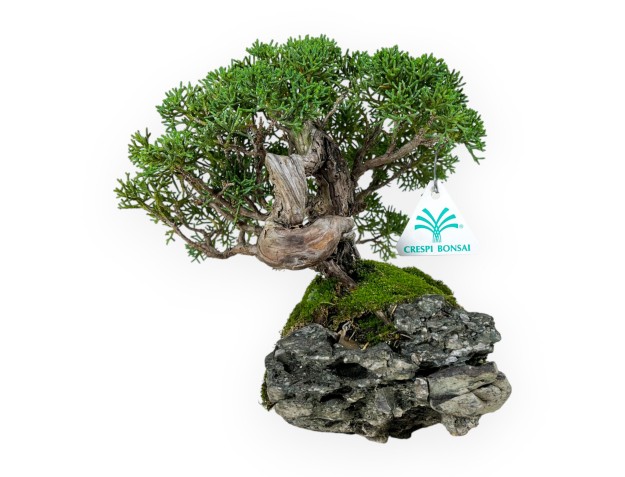 Juniperus chinensis - Jeneverbes - 21 cm 2