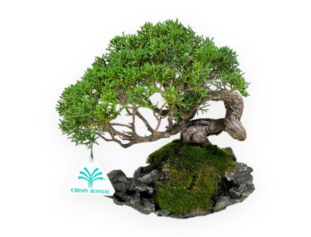 Juniperus chinensis - Enebro - 21 cm