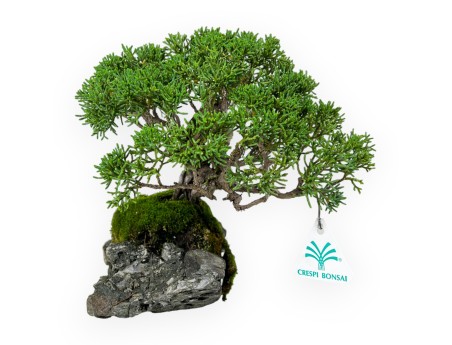 Juniperus chinensis - Wacholder - 21 cm