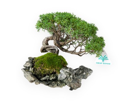 Juniperus chinensis - Genévrier - 21 cm
