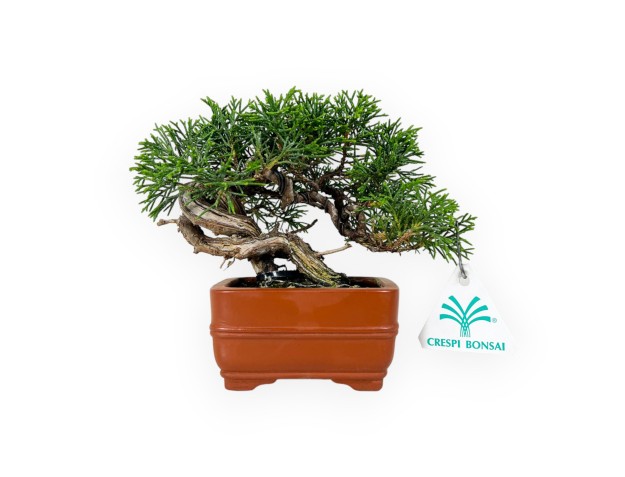Juniperus chinensis - Juniper - 15 cm