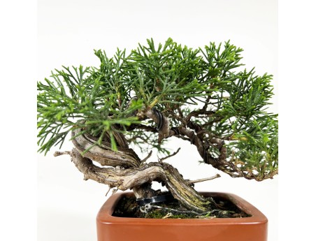 Juniperus chinensis - Juniper - 15 cm