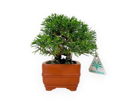 Juniperus chinensis - Juniper - 15 cm