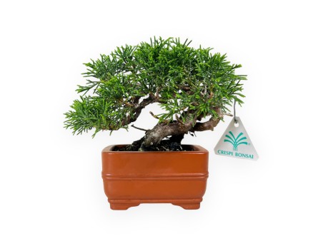 Juniperus chinensis - Enebro - 15 cm