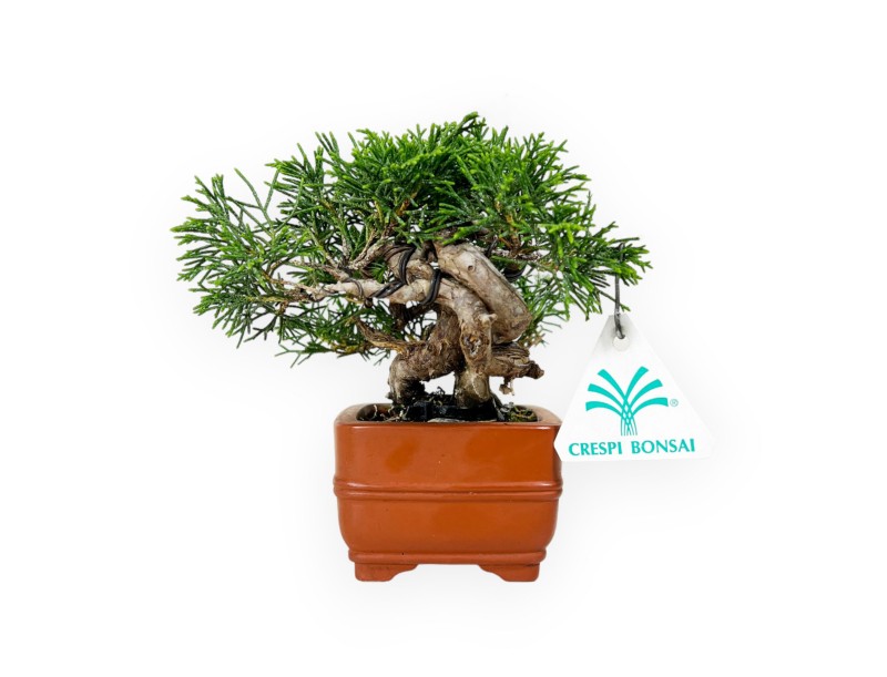 Juniperus chinensis - Juniper - 15 cm