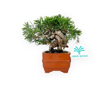 Juniperus chinensis - Jeneverbes - 15 cm