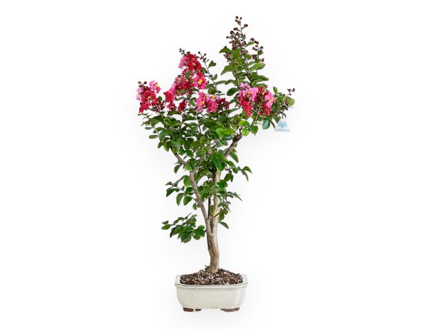Crape myrtle - 83 cm 2