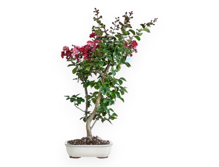 Lagerstroemia - 83 cm