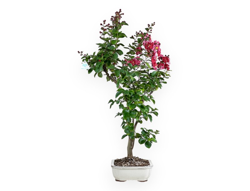 Lagerstroemia - 83 cm