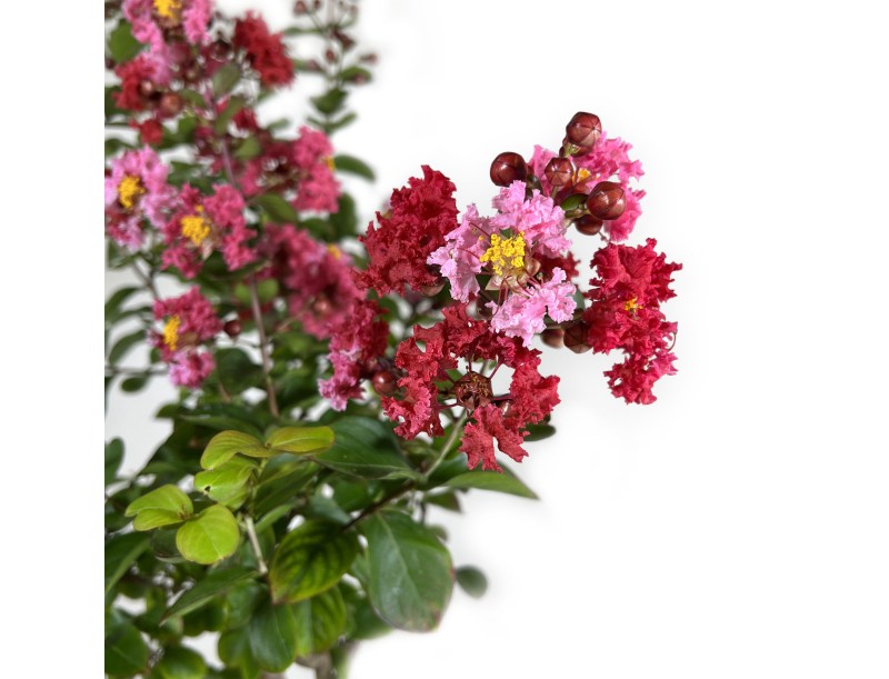 Lagerstroemia - 83 cm