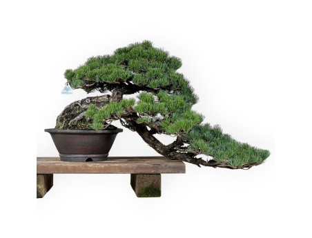 Pinus pentaphylla - Den - 50 cm