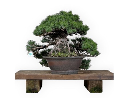 Pinus pentaphylla - Pin - 50 cm