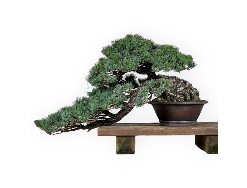 Pinus pentaphylla - Pin - 50 cm