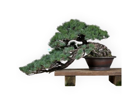 Pinus pentaphylla - Pino - 50 cm