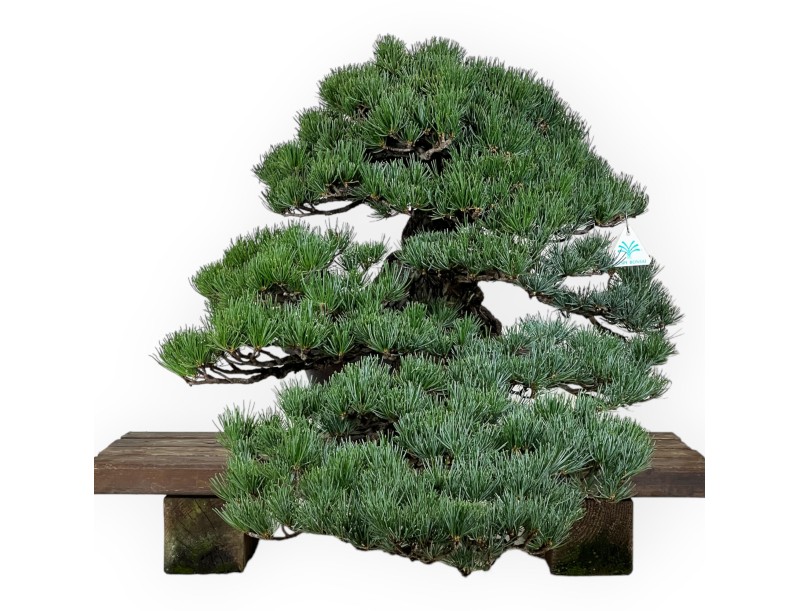 Pinus pentaphylla - Pino - 50 cm