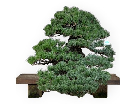 Pinus pentaphylla - Pino - 50 cm