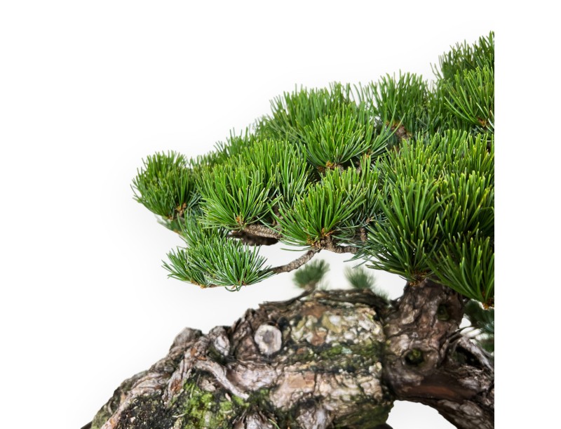 Pinus pentaphylla - Pine - 50 cm