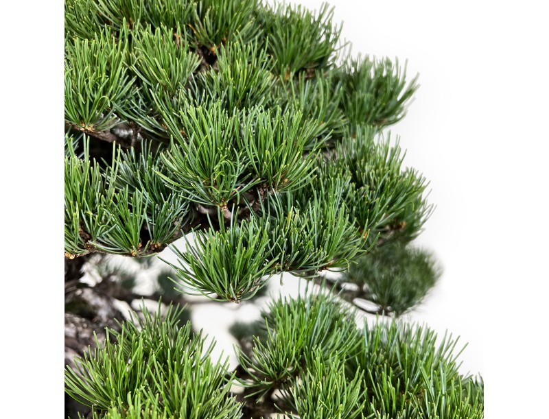 Pinus pentaphylla - Den - 50 cm