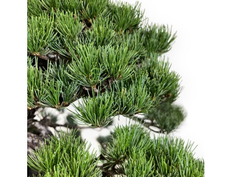 Pinus pentaphylla - Pino - 50 cm