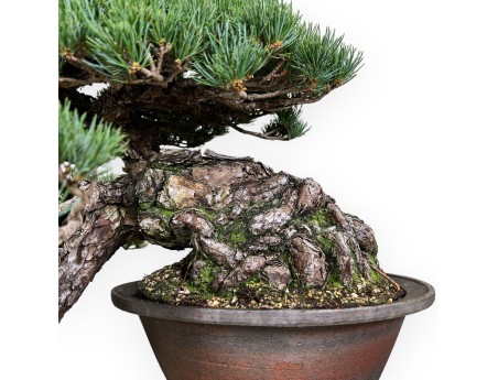 Pinus pentaphylla - Pino - 50 cm