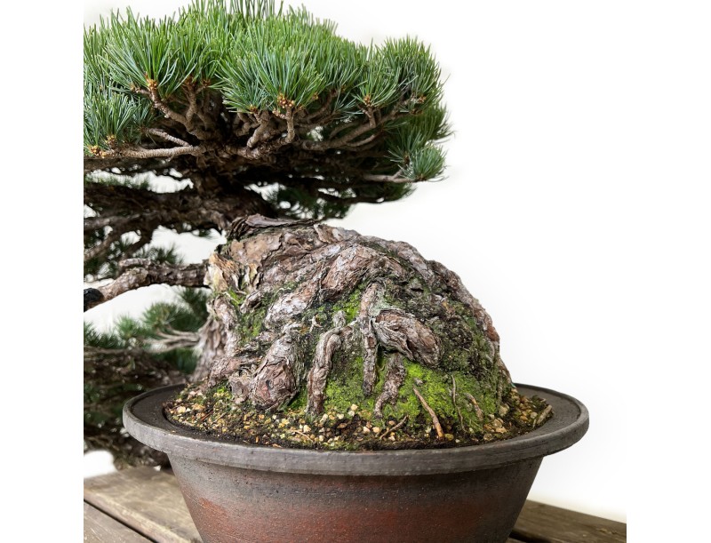 Pinus pentaphylla - Pino - 50 cm