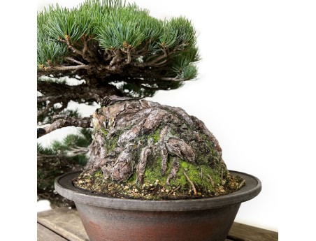 Pinus pentaphylla - Pin - 50 cm